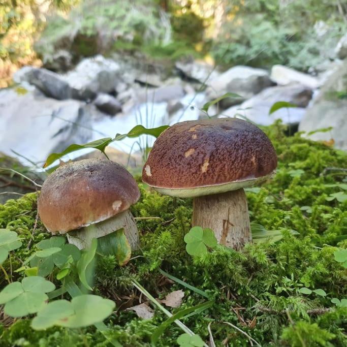 - Tra Pinzolo E Madonna