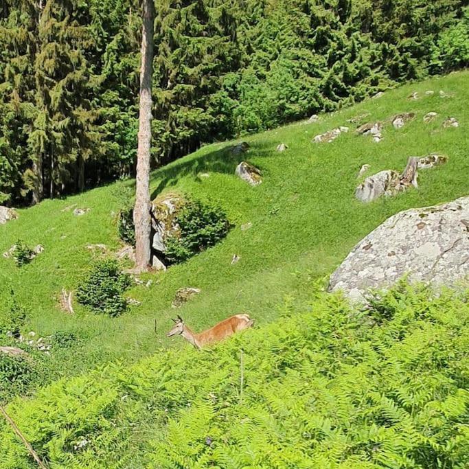 Chalet - Tra Pinzolo E *