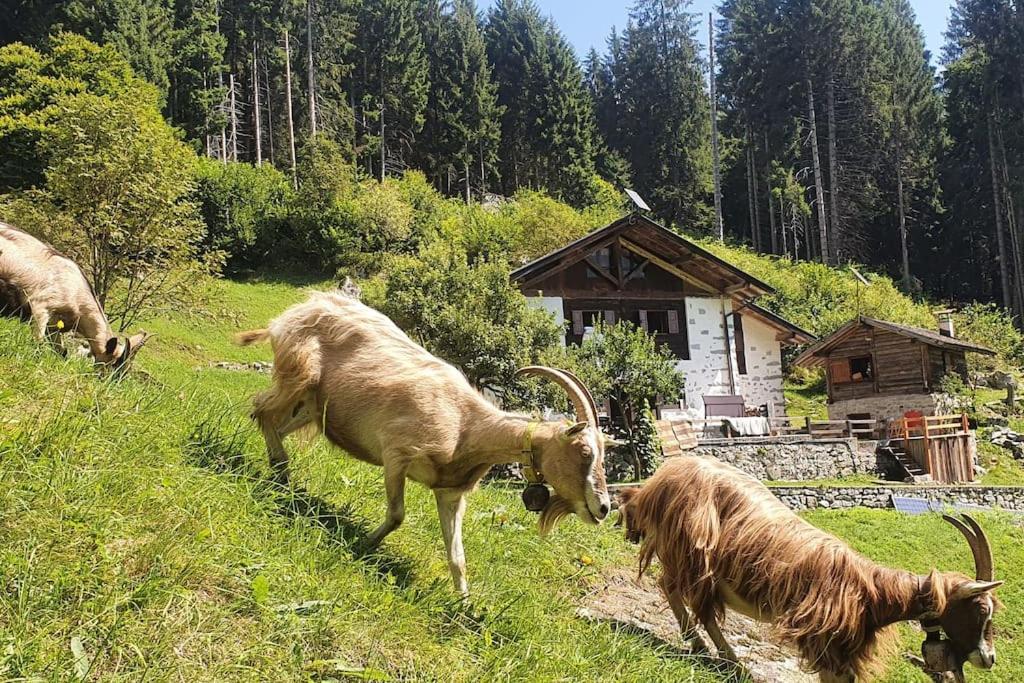 - Tra Pinzolo E Chalet